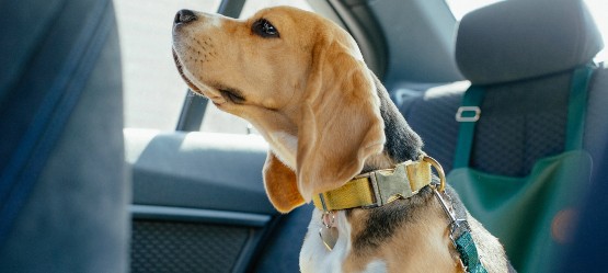 Cómo viajar con mascotas en el coche