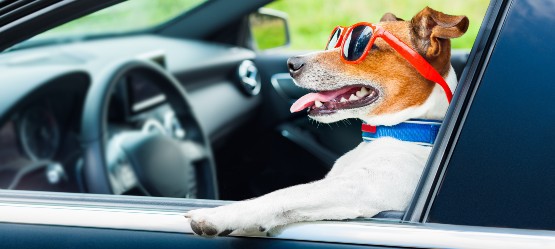 Seguridad de tu mascota en el coche
