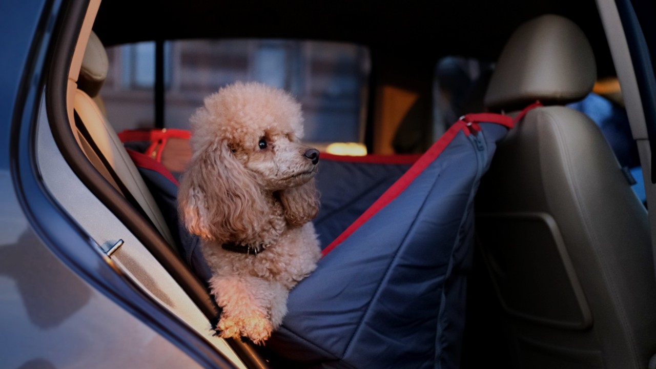 Viajar con mascotas en el coche